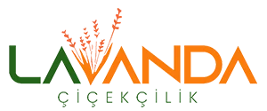 Lavanda Çiçek